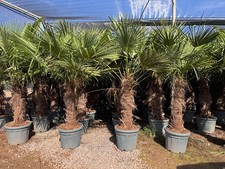 Palme trachycarpus fortunei - palme,