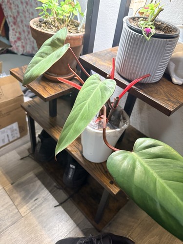 Philodendron erubescens rooted