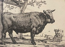 Paulus Potter 1625 1654 Kuh