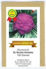 Blumenkohl - violett -