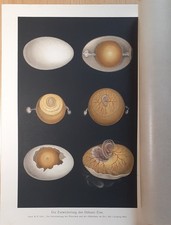 Abbildung Medizin  Anatomie