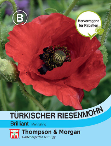 Türkischer riesenmohn - türkischer,