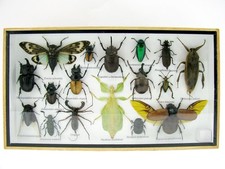 Einzelstück - echte