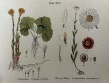 Antiker Druck Colt’s Foot &