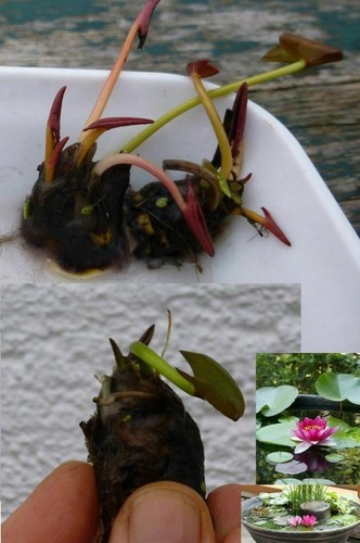 Rote zwergseerose - rote,