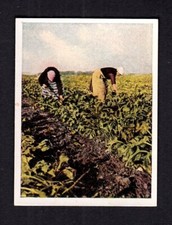 40414/ Zigarettenfabrik W. Lande Dresden – Auf deutscher Scholle – Nr. 222