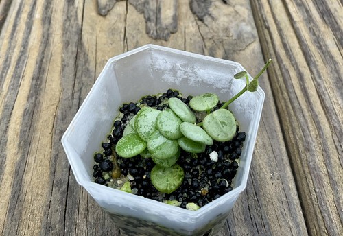 Hoya serpens silver - hoya, 2”