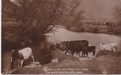 Postkarte rinder im - postkarte,