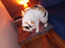 massives Beistellbett für Katzen