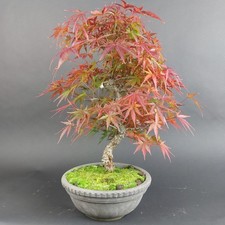 Bonsai - Fächerahorn, Acer