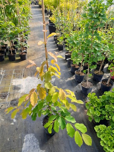 Parrotia persica - ,