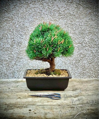 Pinus uncinata nana - pinus, „nana“