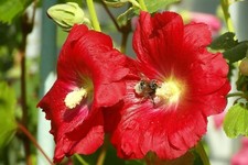 Stock- Bauernrosen-Alcea-rosea-Malven-Stockmalven- 8 verschiedene Farben