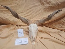 Zackelschaf, Hörner, Gehörn