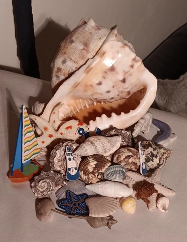 Sammlung von muscheln und - muscheln,