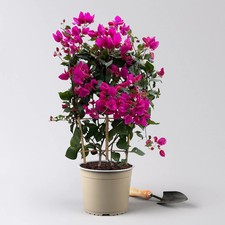 Bougainvillea'Renate', lila