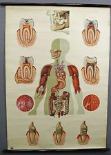 Schulwandkarte Kiefer Gebiss Zähne menschliche Organe anatomisches Wandbild