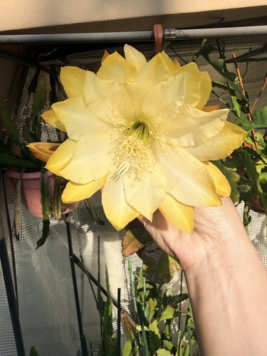 Epiphyllum orchideenkaktus - epiphyllum,