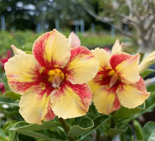 Wüstenrose adenium obesum - -,