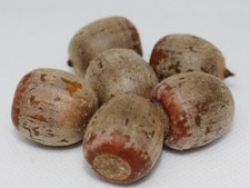 Roteiche baum samen quercus - roteiche,