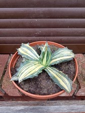 Agave Salmiana Ferox Variegata
