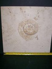 Ammonit aulacostephanus 12cm - ammonit,