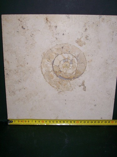 Ammonit aulacostephanus 12cm - ammonit,