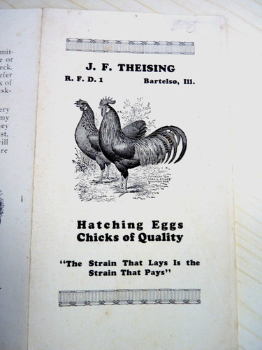 Theising hatching eggs - j.f.,