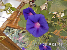 20 Samen  "Blaue Prunkwinde"