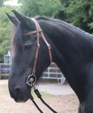 Wunderschöne "Biothane" TRENSE Trensenzaum Friese Westerntrense Full Cob