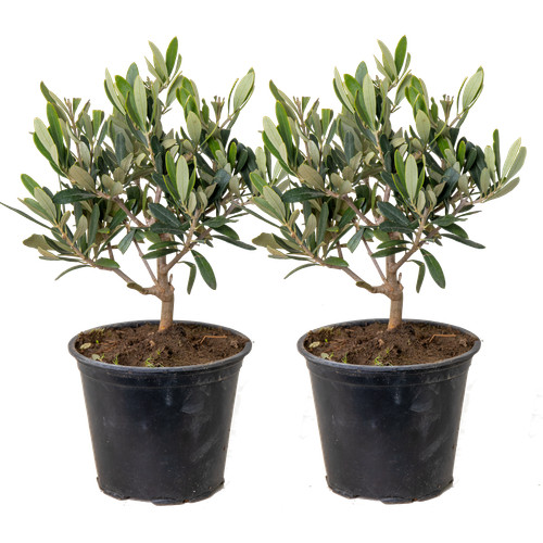 Bloomique 2er set olea - -,