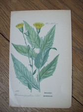 Chromo-Lithographie Flora