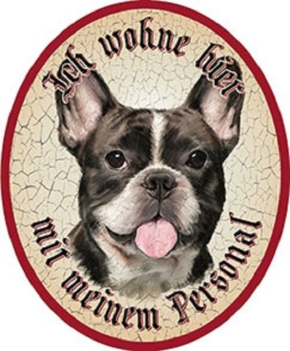 Hund französische bulldogge - bulldogge, +