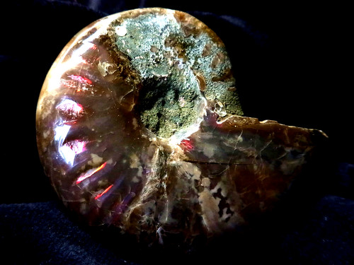 Ammonit aus madagaskar ca - ,