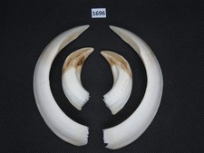 Wildschwein Waffe (nr. 1696)