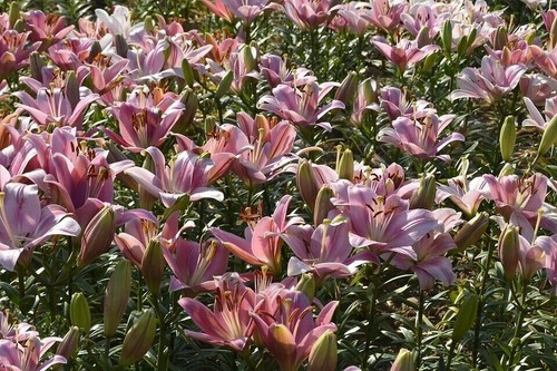 Winterharte rosenlilien - winterharte,