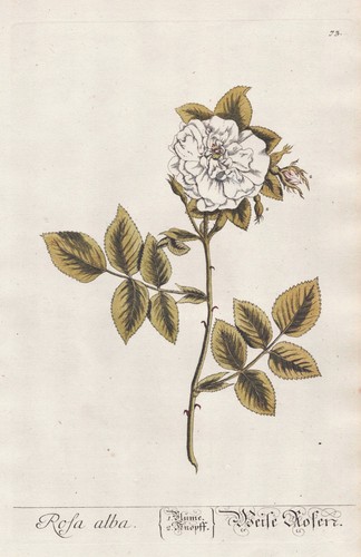 Rose rosa rosea - rosa,