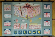 Schulwandkarte unser Körper Haut Arzt Wartezimmer Kosmetik Studio Dekoration