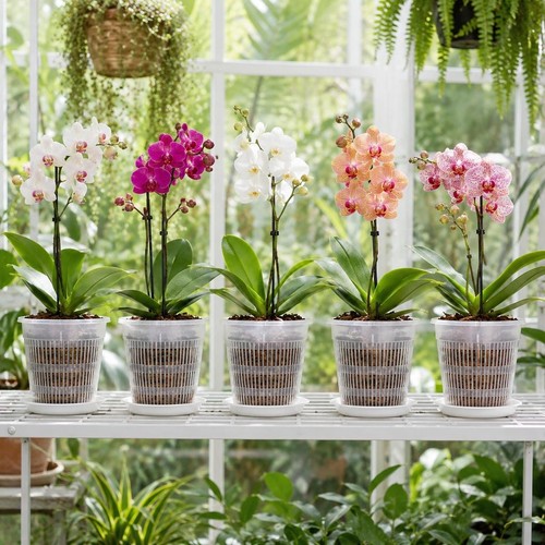 Klare orchideentöpfe mit - 5x,