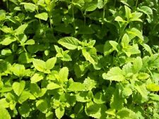 1 Stück Zitronenmelisse Pflanze  Melissa Teekraut