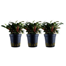 Aquarium Pflanze 3 Stück