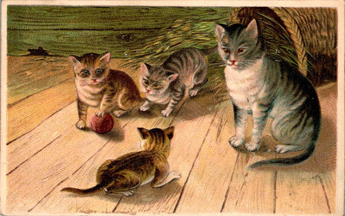 Tiere katze katzen spielen - katze,