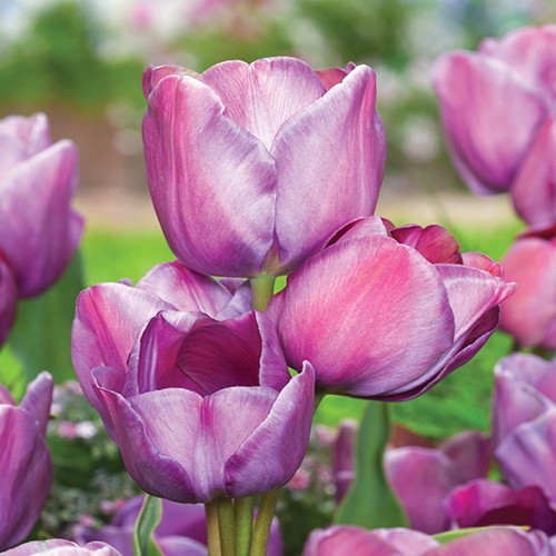 Tulpen blumenzwiebeln zwiebeln - tulpen,