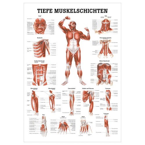 Tiefe muskelschichten brust - tiefe, muskelschichten-brust