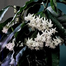 Hoya Wachsblume lockii *Himmlischer Schoko-Duft! *Sehr blühfreudig! Mit Pedunkl