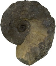 Trias discoceratites weyeri - ,