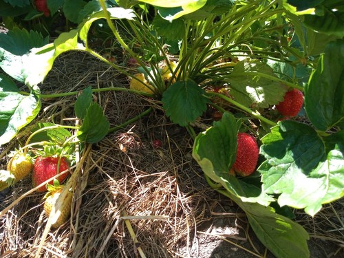 Erdbeeren sorten ostara - erdbeeren,
