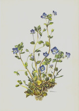 Blumen AK Künstler A.M.Trechslin, Ehrenpreis