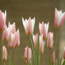 Wildtulpen rosa-weiße