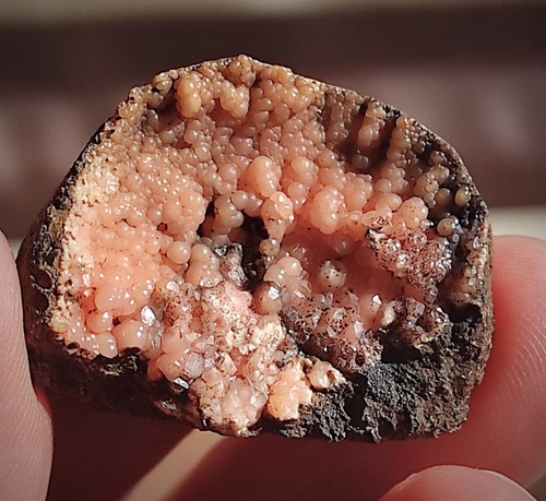 Seltene rosa